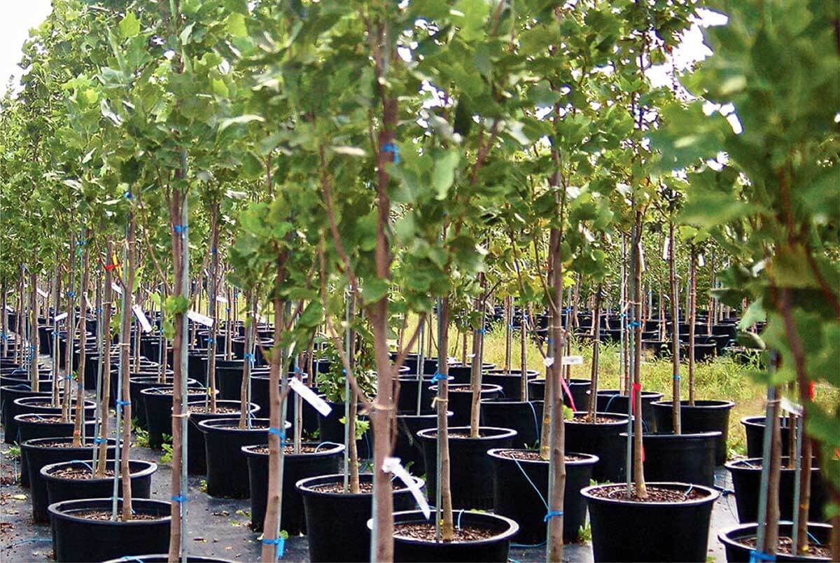 Tree Farm – Klomp's Landscaping
