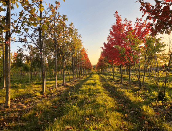Tree farm